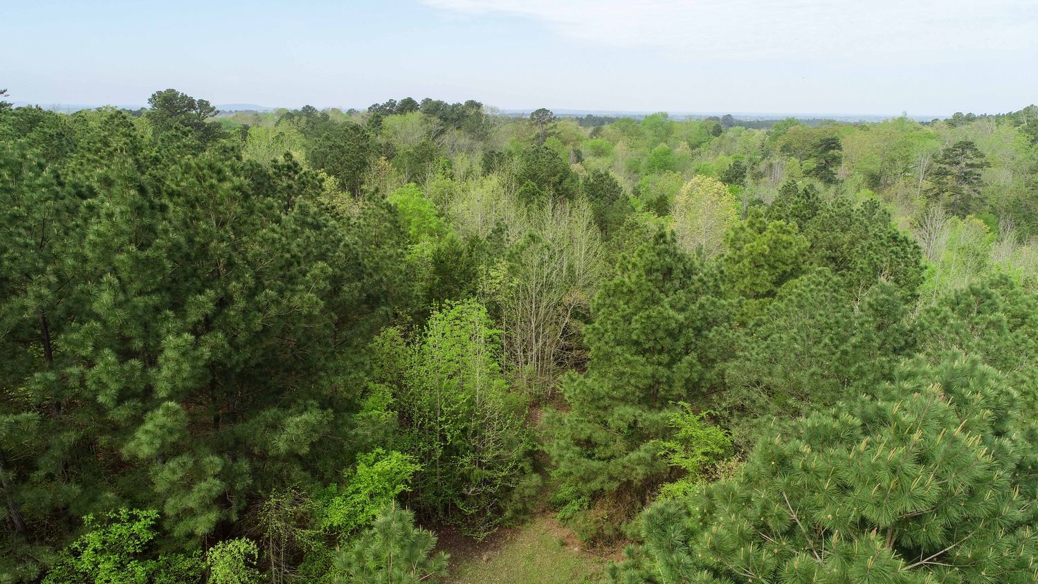 Farris 115 Timber: 00 CR 2215, Daingerfield, TX 75638